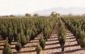 Archer Eldarica Afghan Pine 7 g Field